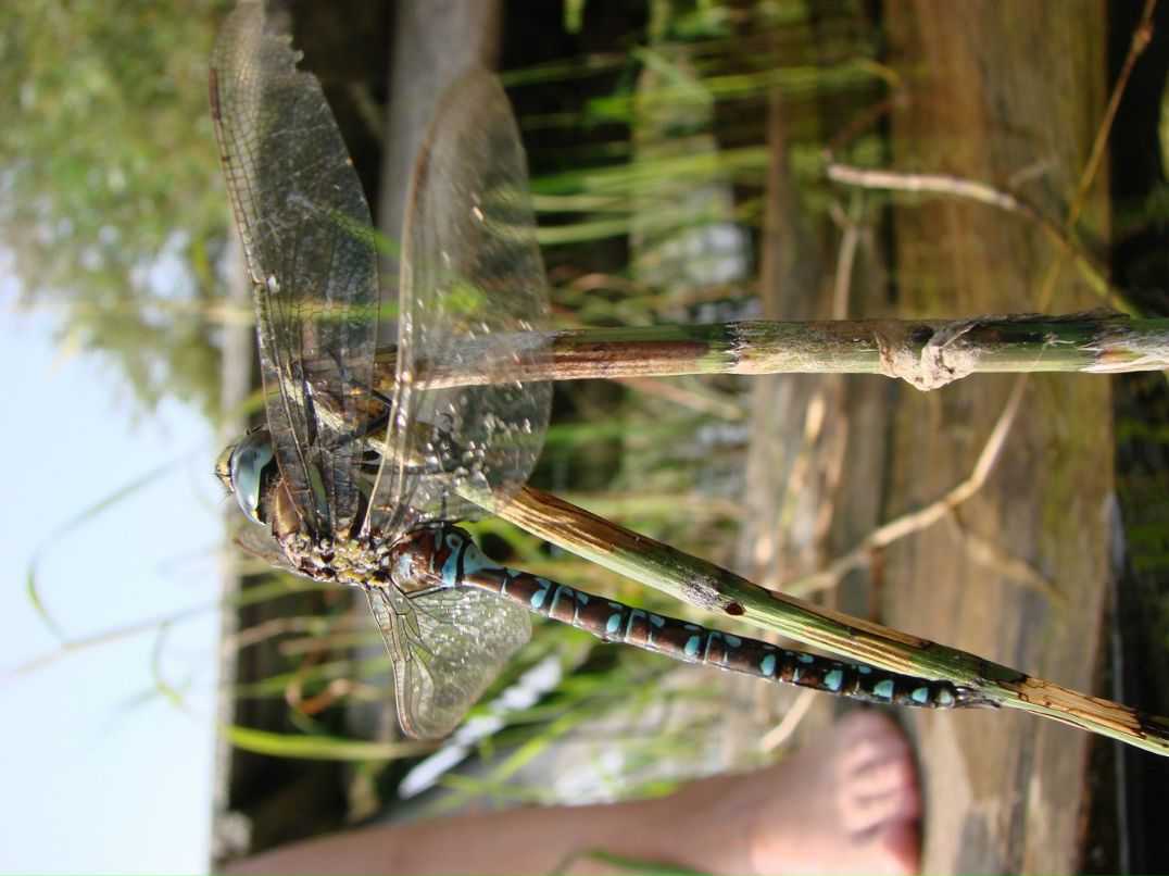 Евгений Осипов | Петрозаводск