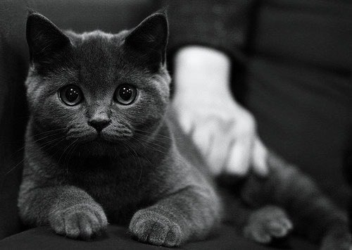 Наталия Щепина *V_i_V_a* | 