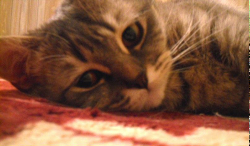 Арина Сучкова Чудо В Перьях | Красноярск