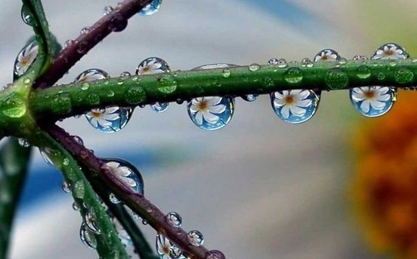 Илья Цыганков | Череповец