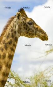 Ильгиз Рахмангулов | Октябрьский