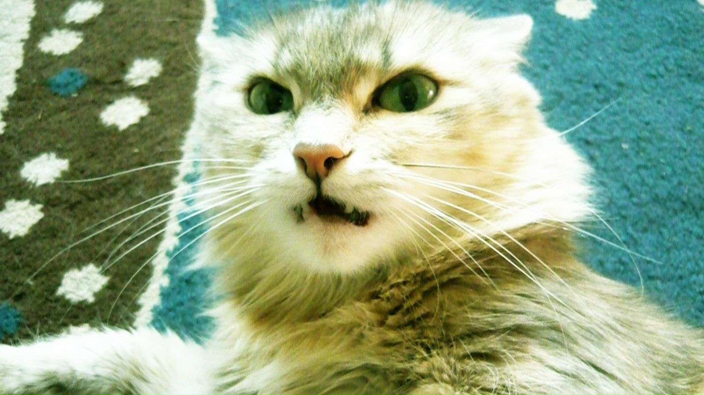 Лиска Заводова | Москва