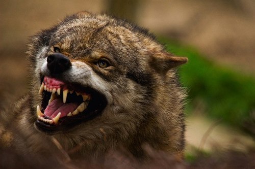 Руслан Бутенко volk | 