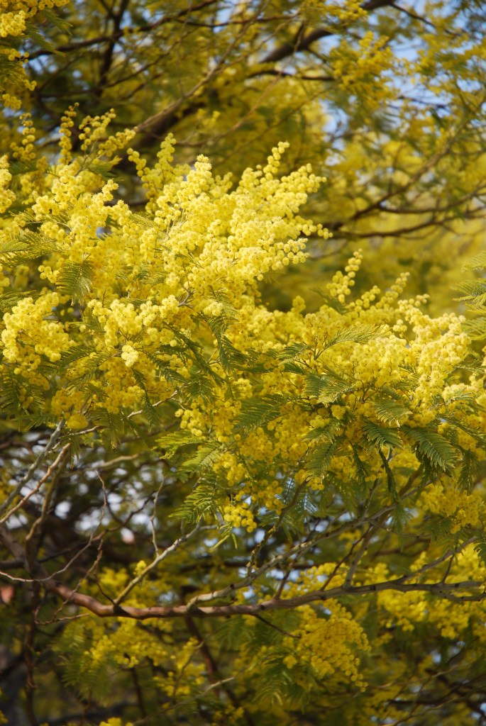 Alla Efimova | Санкт-Петербург