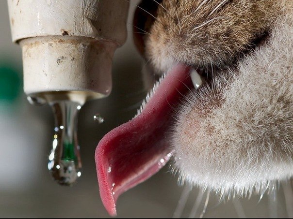 Надежда Соболенко | Киев