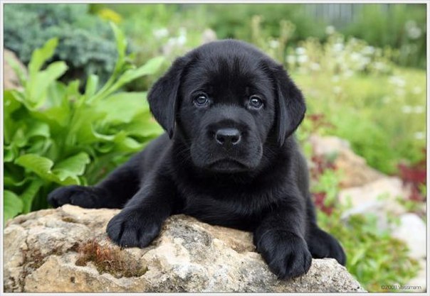 №81, Ирина Кветковская, Минск, Беларусь №81, Ирина Кветковская, Минск, Беларусь