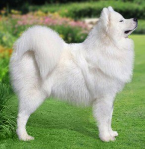 Сергій Пелих CLERICK | Немиров