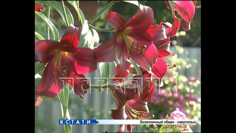 Царица