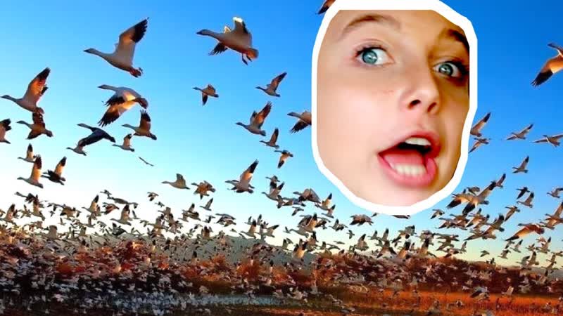 A DEADLY SWARM OF