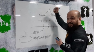 Как работают мышцы