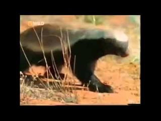 Медоед-пох*ист