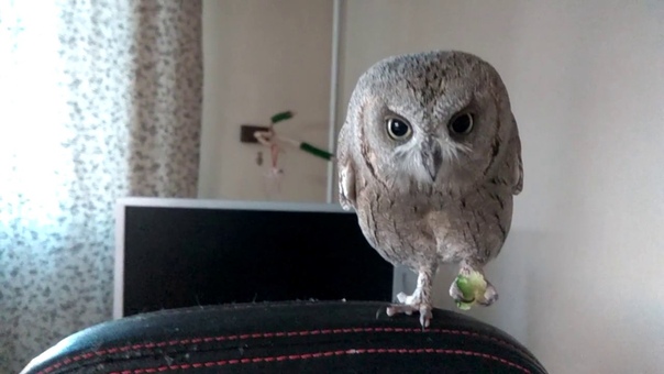 Pepe the owl and