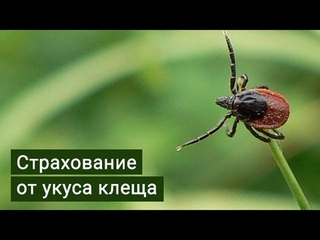 Страховка от клеща. Страховка антиклещ.