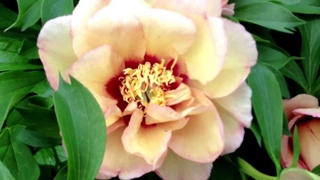 Peony Callies Memory (Itoh Hybrid) -