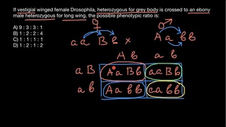 Drosophila genetics problem and solution