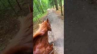 Конная прогулка #rider