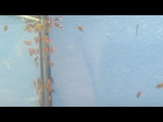 Clownfish Babies Day 11