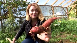 Батат как альтернатива картошке.Кубанский опыт.