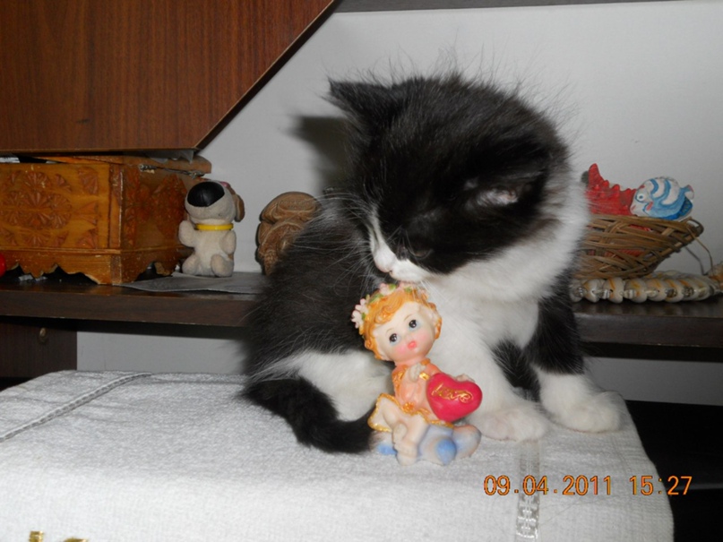 Эльвина Галеева ☺ашотик I ♥ рыжик☺ | Васильево