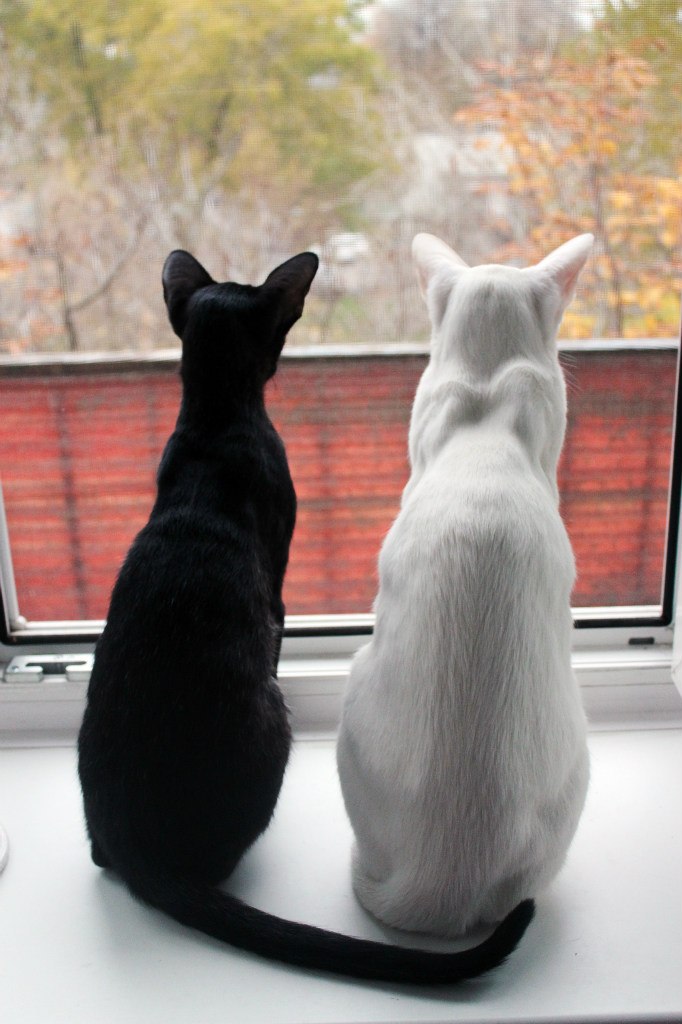 Марина Дубровина |