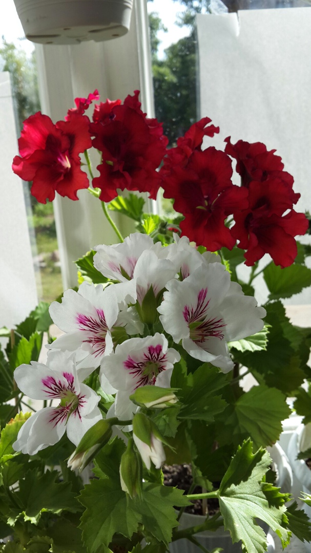 Татьяна Дмитриева | Санкт-Петербург