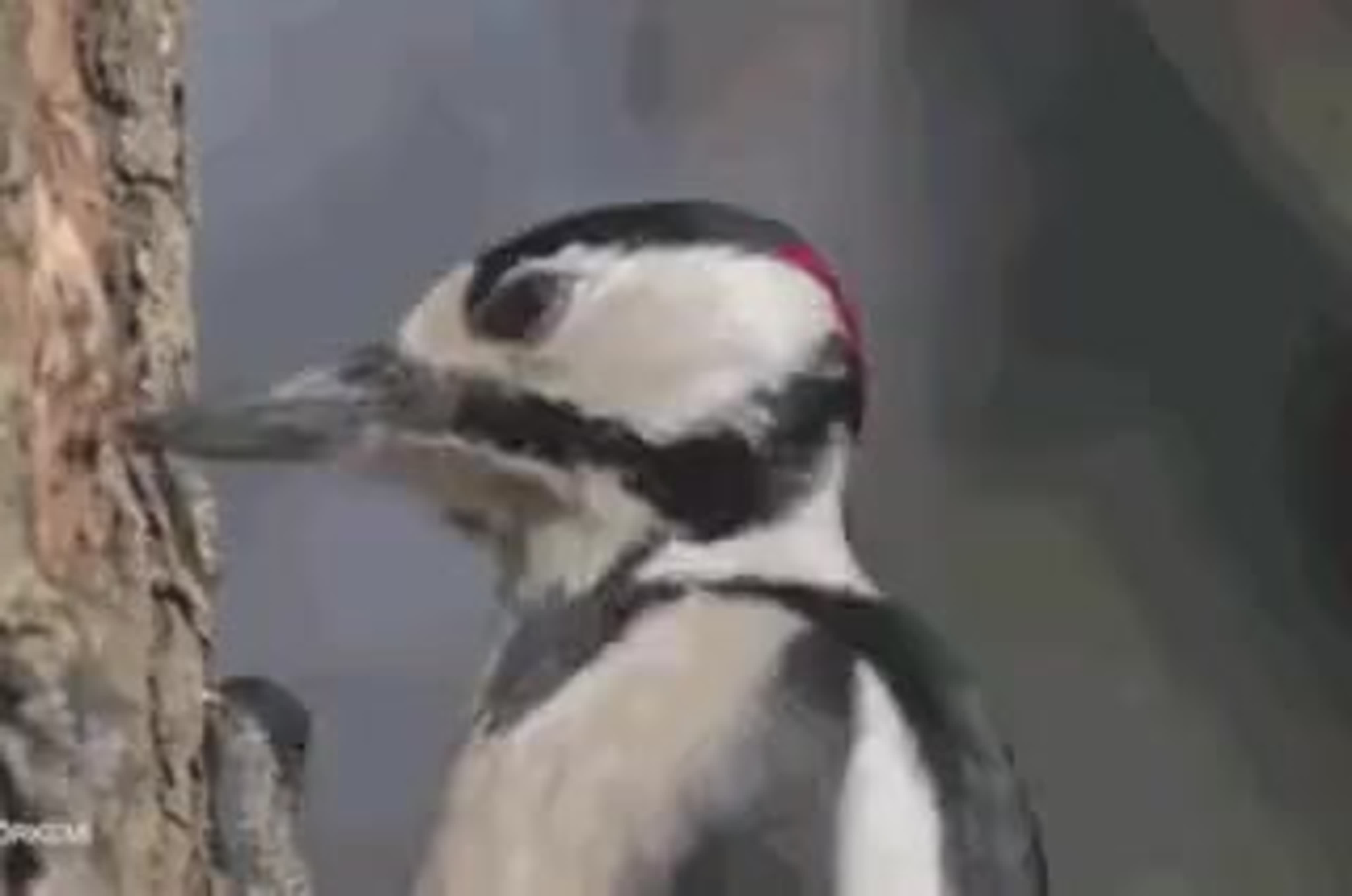 Дятел