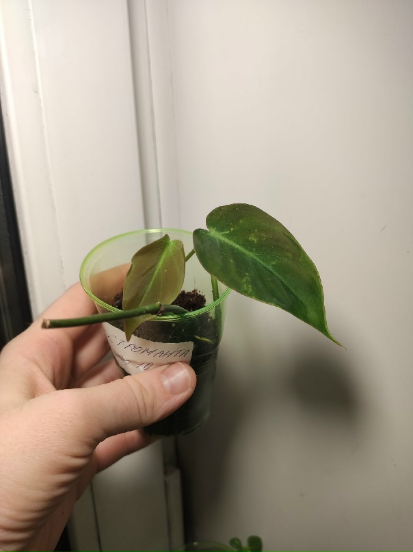 Полина Волкова | Ярославль