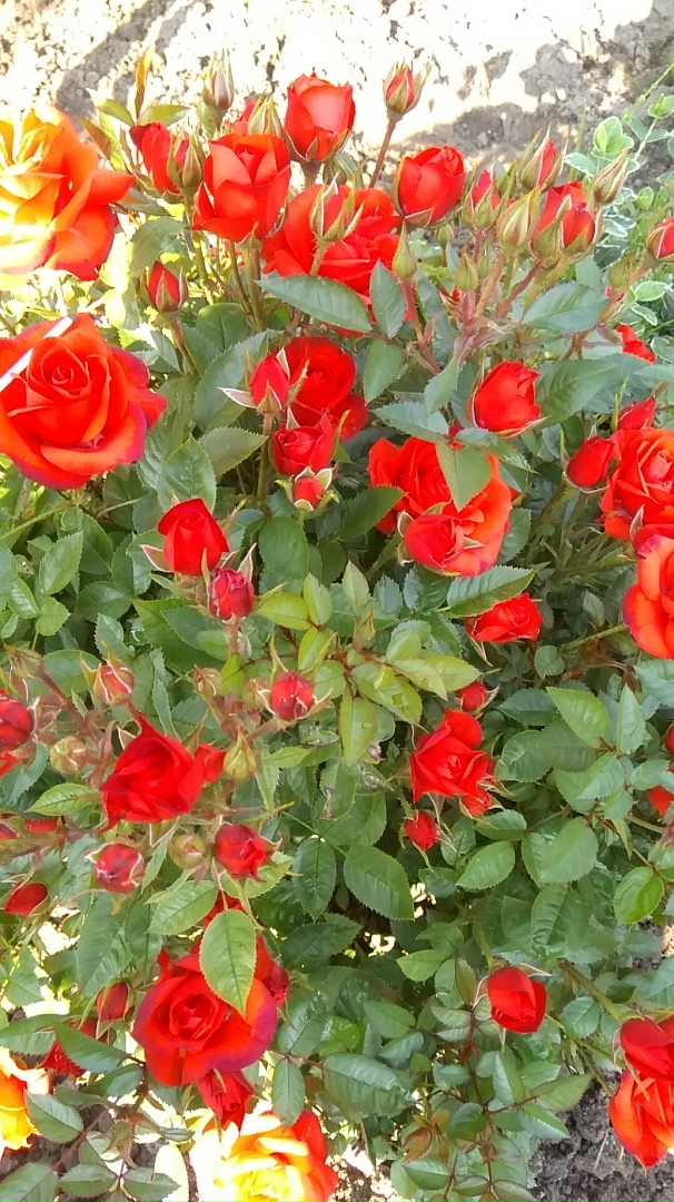 Маргарита Ефремова | Выкса