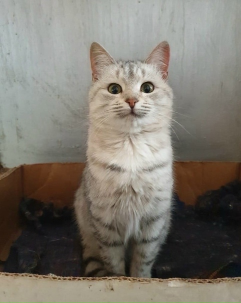 жесть какой хороший котик на фото