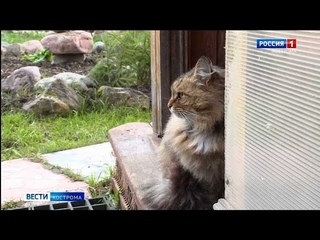 Брошенные на костромских дачах кошки и собаки обречены на смерть