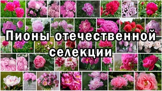 Пионы отечественной селекции | 58 сортов на 115 фотографиях | Слайд-шоу