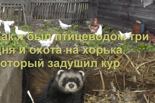 Как я был птицеводом три дня и охота на хорька который задушил кур