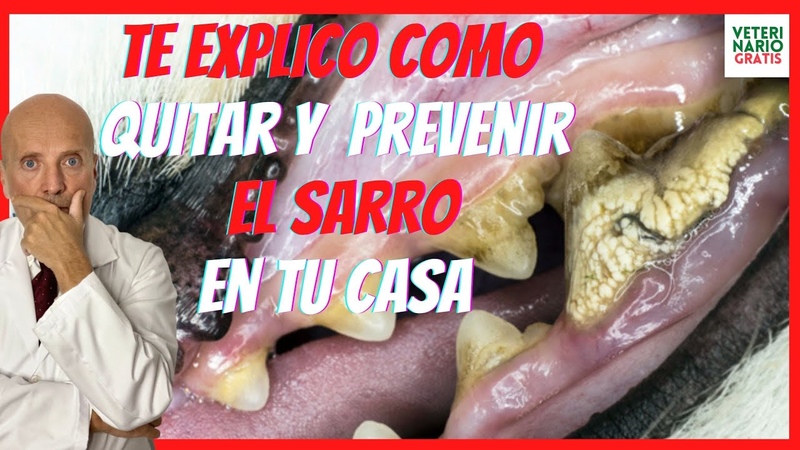 CÓ MO QUITAR y ELIMINAR EL SARRO DENTAL EN PERROS FÁ CIL Y RÁ PIDO ( Y LA