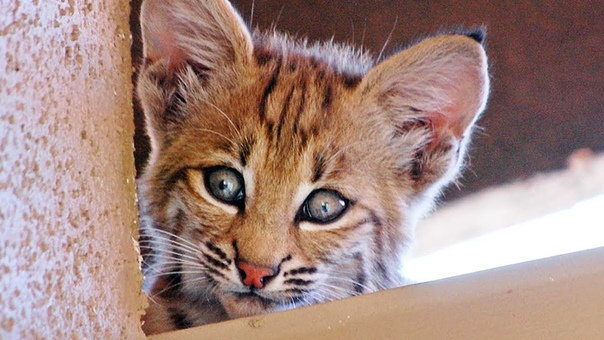 Bobcat Mom Kittens Living on