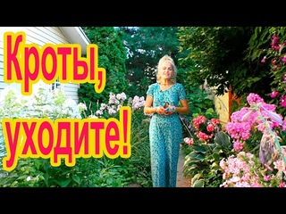 Как прогнать кротов с участка