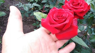 Роза Чёрная Магия (Black Magic).