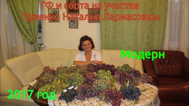 МОДЕРН, нарядный виноград, обоеполый (Пузенко Наталья