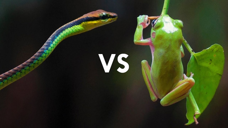 Red Eyed Tree Frogs Are Masters of
