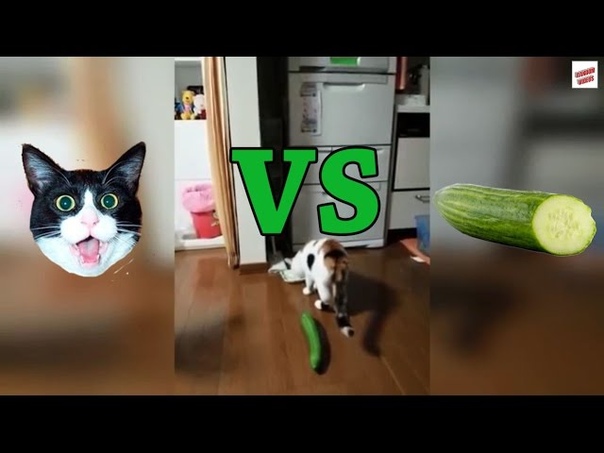 Cats vs Cucumbers