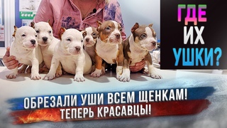 Всем щенкам только что-то обрезали уши! Как щенки себя чувствуют после купирования ушей