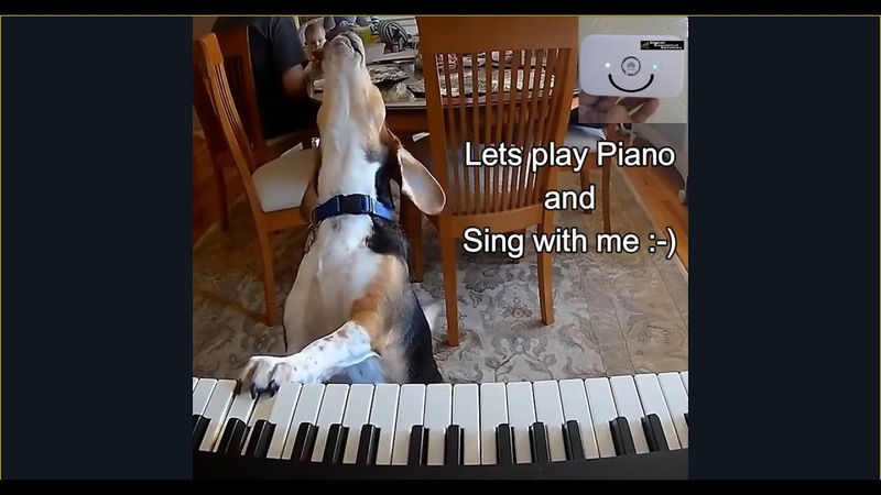 dog playing