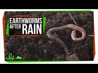 Why Do Earthworms Come Out After It Rains