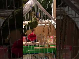 Попугайчик Кокос,калита монах.