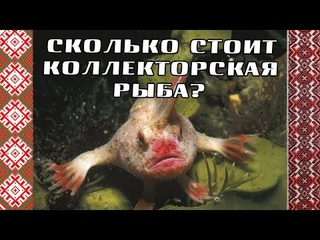 Сколько стоит рыба на коллекторском рынке/Лучший сотрудник/Феникс/УЛОВКИ БАНКА/АНТИКОЛЛЕКТОР/230 ФЗ