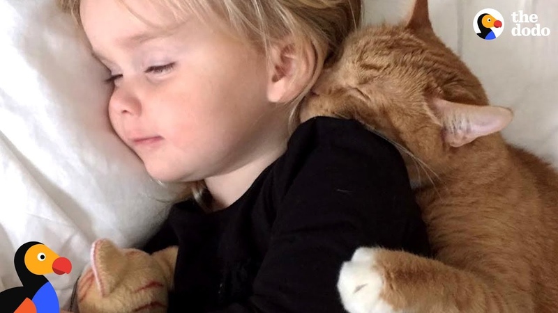 Senior Cat Loves These Little Girls More Than Anything BAILEY, The