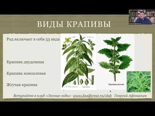 Крапива Дикий марафон Афанасьев