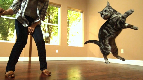 Awesome Cats In Slow Motion (6