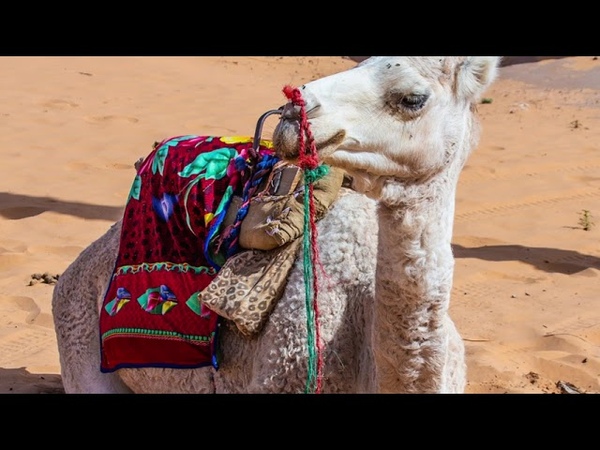 Seasons in Algeria: Temperature and Climate by
