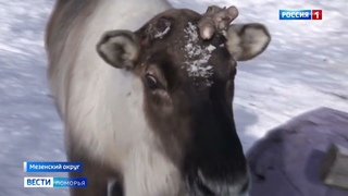 В Мезенском округе пасутся оленьи стада с ненецкого полуострова Канин