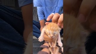 Нашёл новорожденного котёнка которым игрались дети. Поиск всех котят